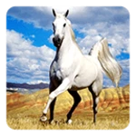 horse live wallpaper android application logo